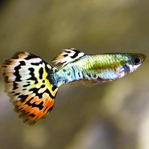 Poecilia ret-Guppy Luminux Leopard